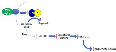 Deciphering the Role of microRNAs in Large-Artery Stiffness Associated With Aging: Focus on miR-181b